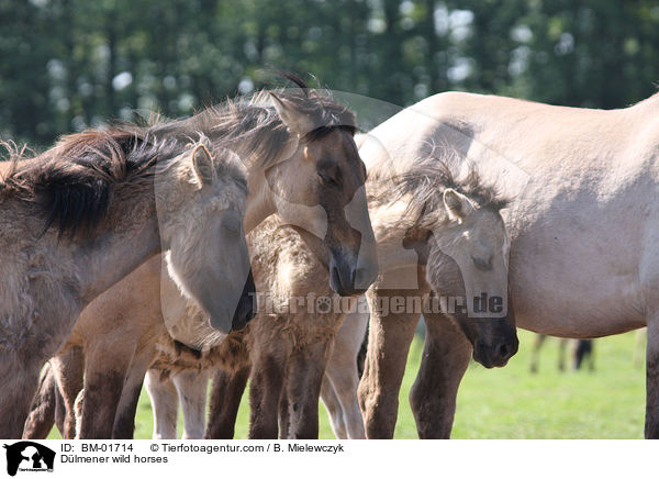 Dlmener wild horses / BM-01714