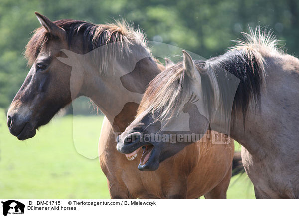 Dlmener wild horses / BM-01715