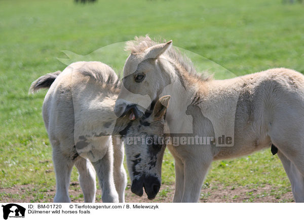 Dlmener wild horses foals / BM-01720