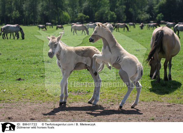 Dlmener wild horses foals / BM-01722