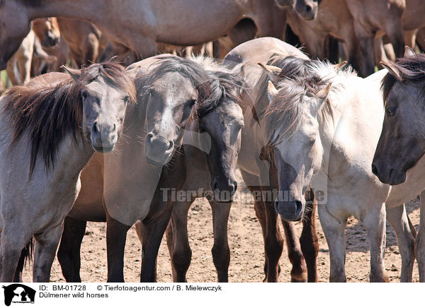 Dlmener wild horses / BM-01728