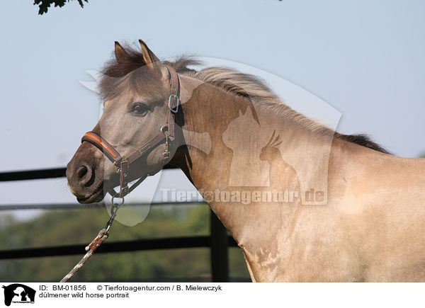 dlmener wild horse portrait / BM-01856