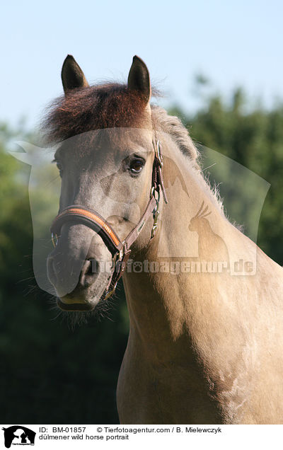 Dlmener Wildpferd Portrait / dlmener wild horse portrait / BM-01857