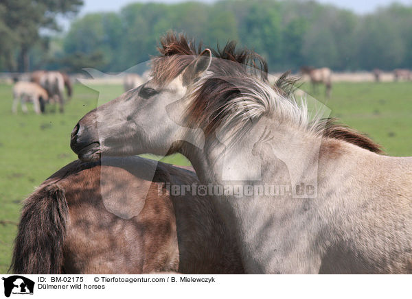 Dlmener wild horses / BM-02175