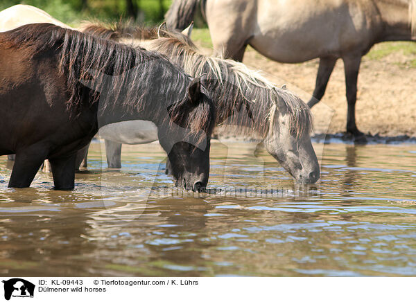 Dlmener wild horses / KL-09443