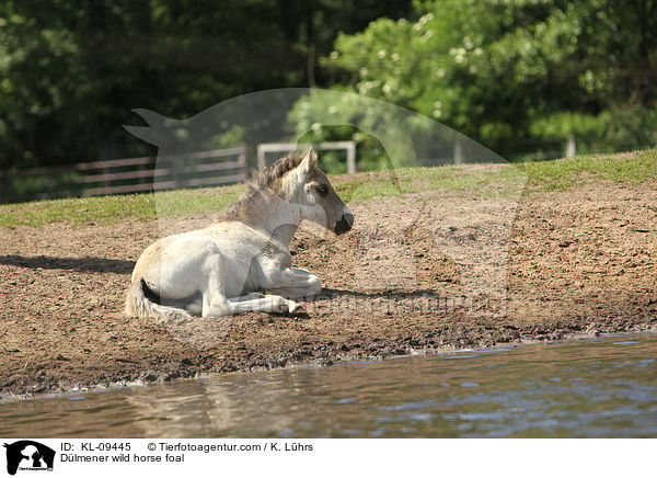 Dlmener wild horse foal / KL-09445