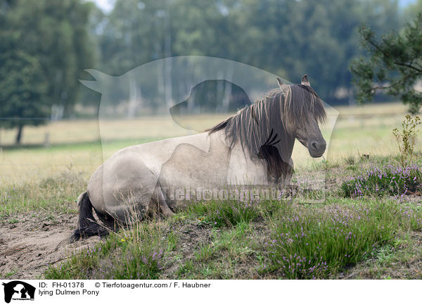 lying Dulmen Pony / FH-01378