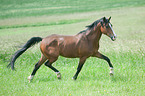 trotting Dutch Riding Pony