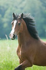 Dutch Riding Pony Portrait