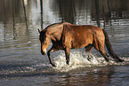 brown Dutch Warmblood