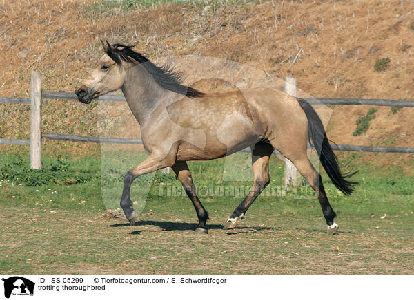 trabendes Vollblut / trotting thoroughbred / SS-05299