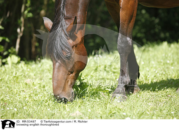 browsing english thoroughbred / RR-53487