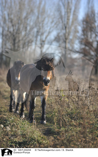 Exmoor-Ponys / Exmoor-Ponys / SST-09294