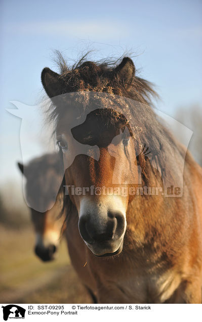 Exmoor-Pony Portrait / Exmoor-Pony Portrait / SST-09295
