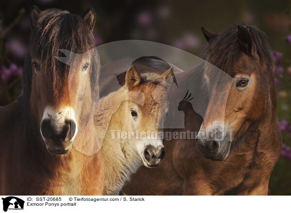 Exmoor-Ponys Portrait / Exmoor Ponys portrait / SST-20685