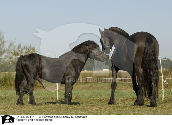 Fellpony and Friesian Horse / NS-02414