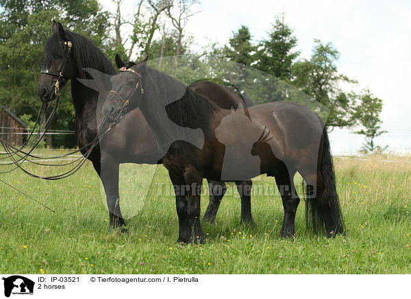 2 Pferde / 2 horses / IP-03521