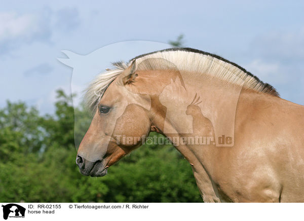 horse head / RR-02155