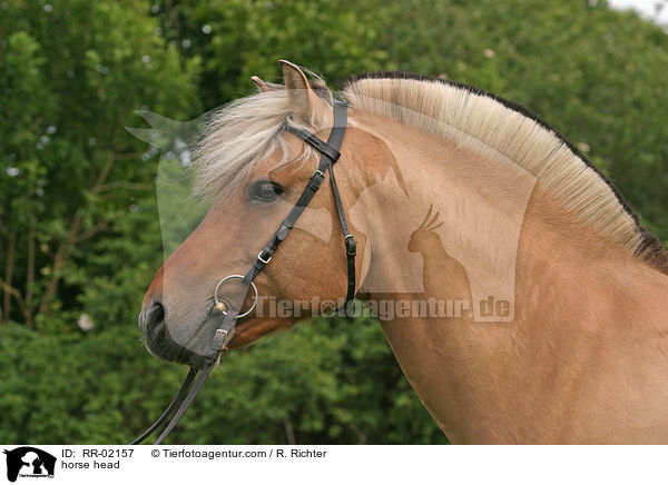 horse head / RR-02157