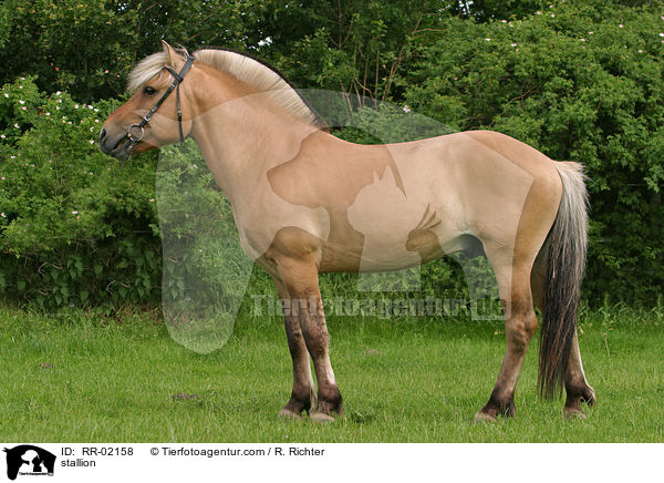 stallion / RR-02158