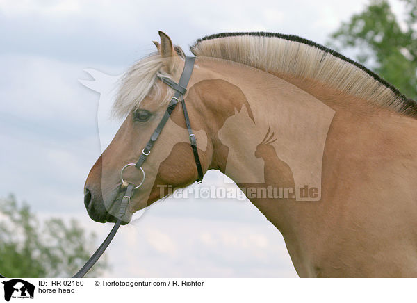 Fjordpferd im Portrait / horse head / RR-02160