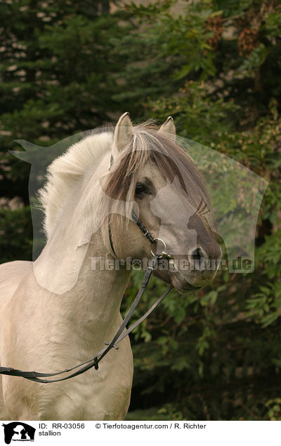 stallion / RR-03056