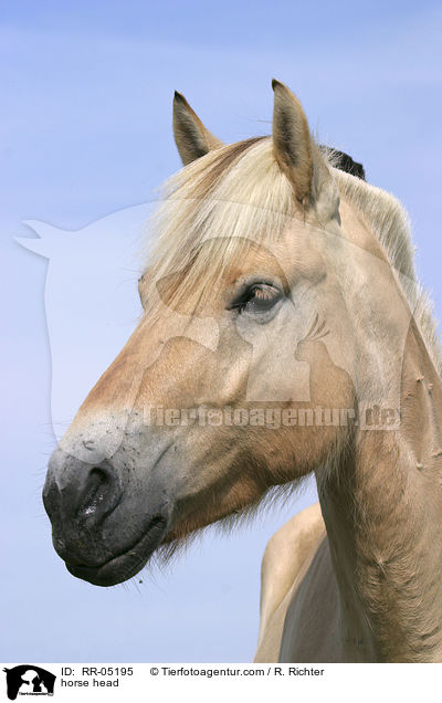 horse head / RR-05195