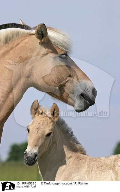 mare with foal / RR-05235
