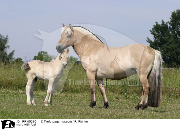 mare with foal / RR-05236