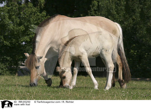 mare with foal / RR-05250