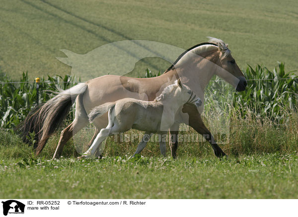 mare with foal / RR-05252