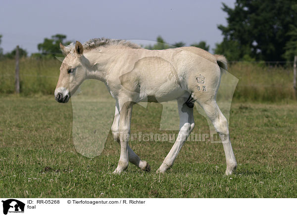 foal / RR-05268