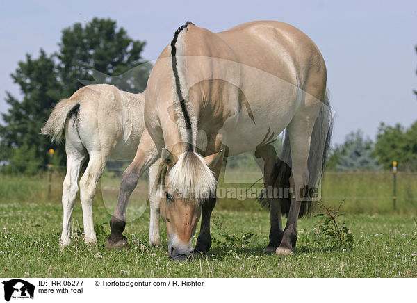 mare with foal / RR-05277