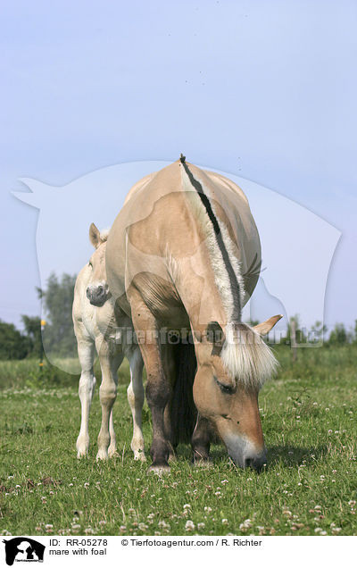 mare with foal / RR-05278