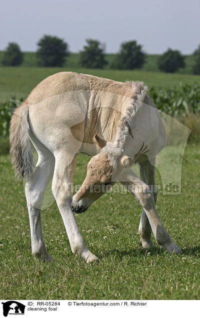 cleaning foal / RR-05284
