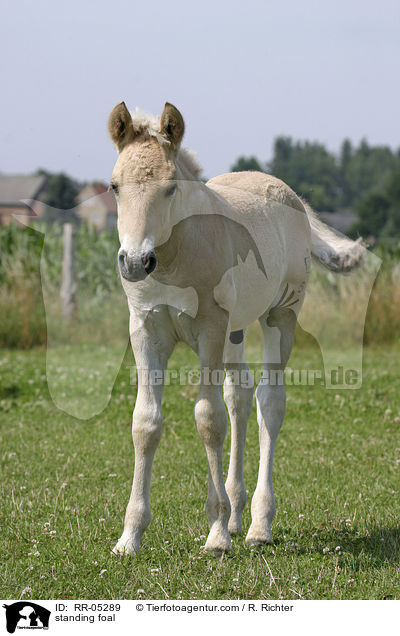standing foal / RR-05289