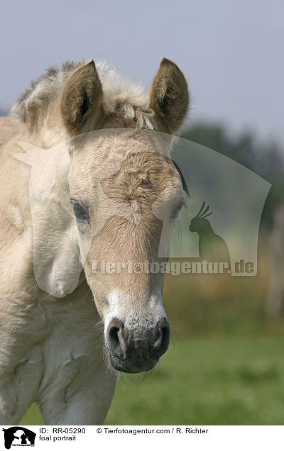 foal portrait / RR-05290