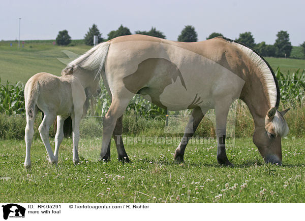 mare with foal / RR-05291