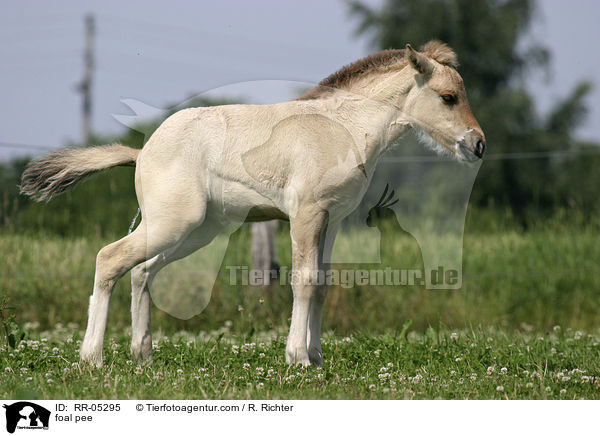 foal pee / RR-05295