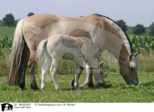 mare with foal / RR-05297