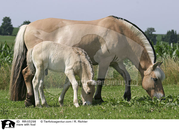 mare with foal / RR-05298