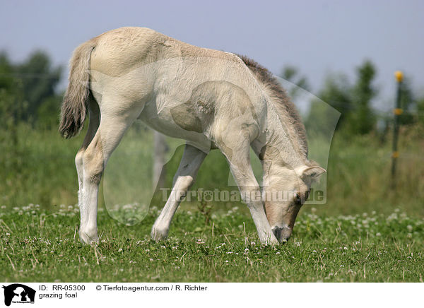 grazing foal / RR-05300