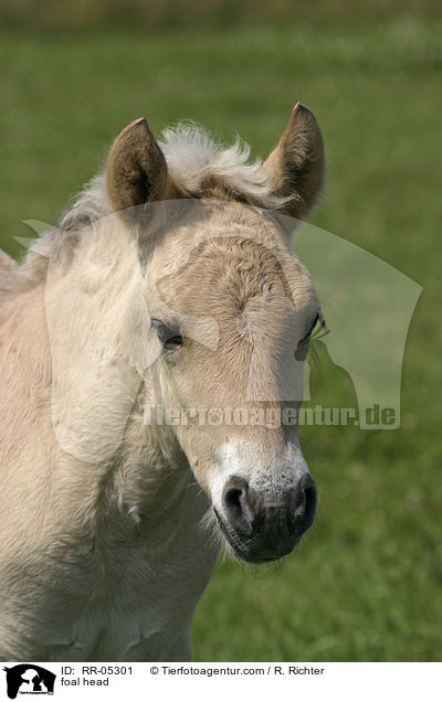 foal head / RR-05301