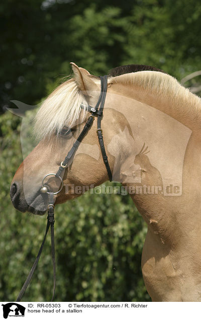 Hengst Skagen Portrait / horse head of a stallion / RR-05303
