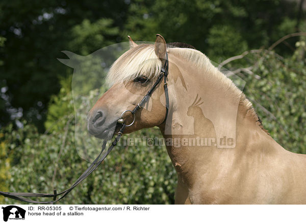 Hengst Skagen Portrait / horse head of a stallion / RR-05305