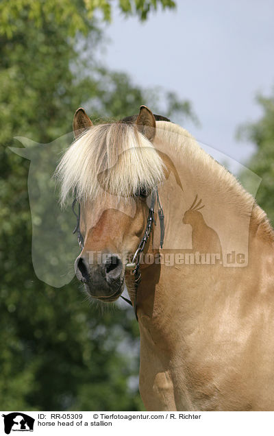 horse head of a stallion / RR-05309