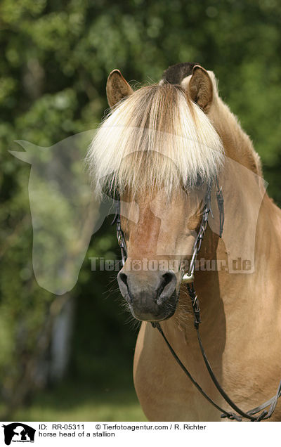 Hengst Skagen Portrait / horse head of a stallion / RR-05311