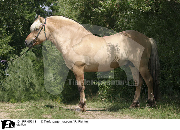 stallion / RR-05318