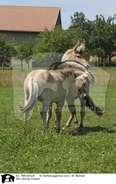 two young horses / RR-05325