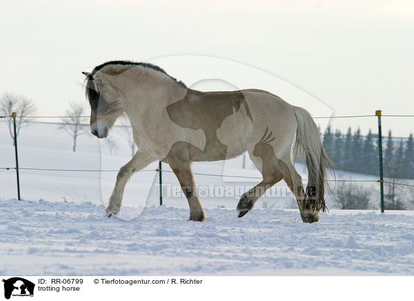 trotting horse / RR-06799